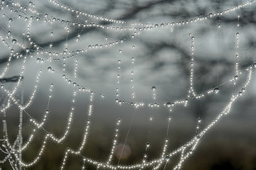 Wall Mural - Sparkling dew