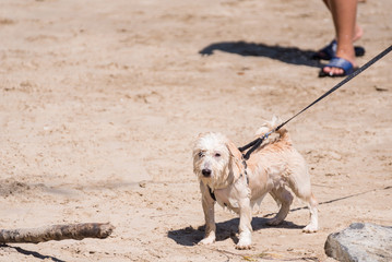 Dog so cute running on beach with happy fun when travel at sea with beach.Thailand.