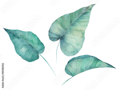 Watercolor leaves set. Hand drawn illustration. Isolated image