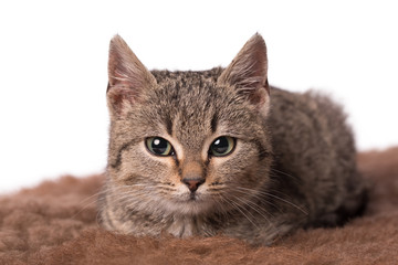 Wall Mural - Adorable gray cat resting