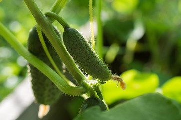 Wall Mural - cucumbers