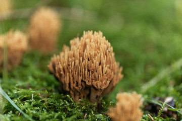 Wall Mural - Green staining coral fungi (Ramaria abietina)