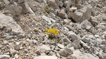 Fiori gialli tra le rocce in Dolomiti