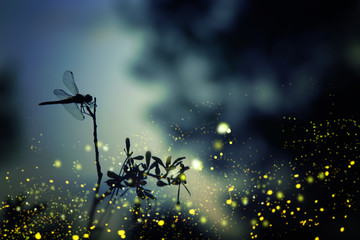 Abstract and magical image of dragonfly silhouette and Firefly flying in the night forest. Fairy tale concept.