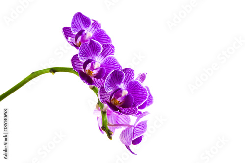 Fotografía pink white purple Dendrobium phalaenopsis orchid branch are blooming with bud in tropical garden form orchid farm in Thailand isolated on white background with clipping path For design or print