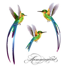 Hummingbirds Set. Tropical Seamless Pattern With Bird. Vector Illustration.