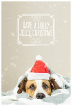 Minimalistic New Year Postcard With Staffordshire Terrier Dog In Santa Claus Hat Covered In Throw Blanket With Snow Background And "Have A Holly Jolly Christmas" Greeting