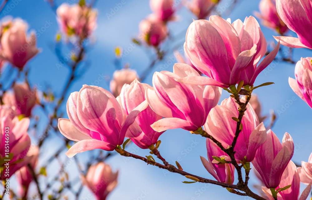 magnolia flowers branch on a blue sky background - obrazy, fototapety, plakaty 