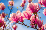 magnolia flowers branch on a blue sky background