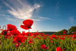 field of red poppy flower with sunburst shot from below. beautiful nature background against the blue sky