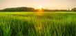 Rice field with sunrise or sunset in moning light