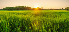 Rice Field With Sunrise Or Sunset In Moning Light