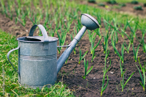 Garlic Sprouts With Aluminum Watering Can Plantation Young Garlic Sprouts With Aluminum Watering Can Plantation Young Green Plants In A