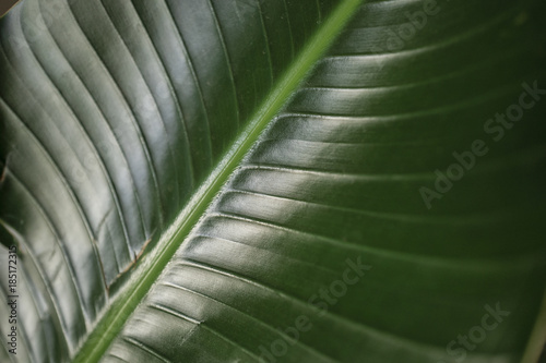 close-up-z-lisci