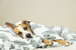 © Photoboyko - Funny young staffordshire terrier puppy lying covered in throw blanket and falling asleep. Tired or sick pitbull dog sleeping or resting under covers in bed in clean indoor bedroom conditions