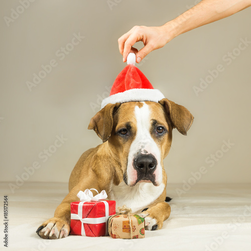 Cute Young Dog In Christmas Santa Claus Hat With Little Presents