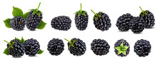 Fresh Blackberry Isolated On White Background With Clipping Path