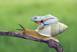 Fototapeta Zwierzęta - Tree frog, flying frog, javan tree frog