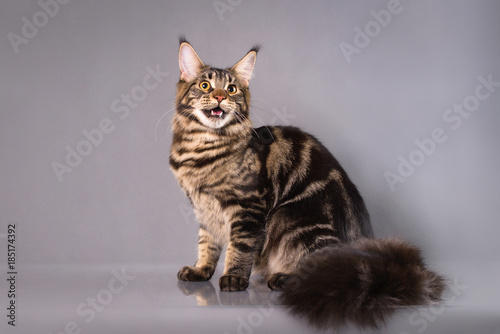 Brown Classic Torbie Maine Coon Cat Sitting On Grey Background