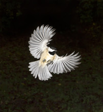 Carolina Chickadee (Poecile Carolinensis) Flying, Georgia, USA