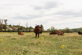 Fototapeta Konie - Herd of cows. Cows on the field