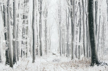 Fairy Tale Winter Forest With Deer