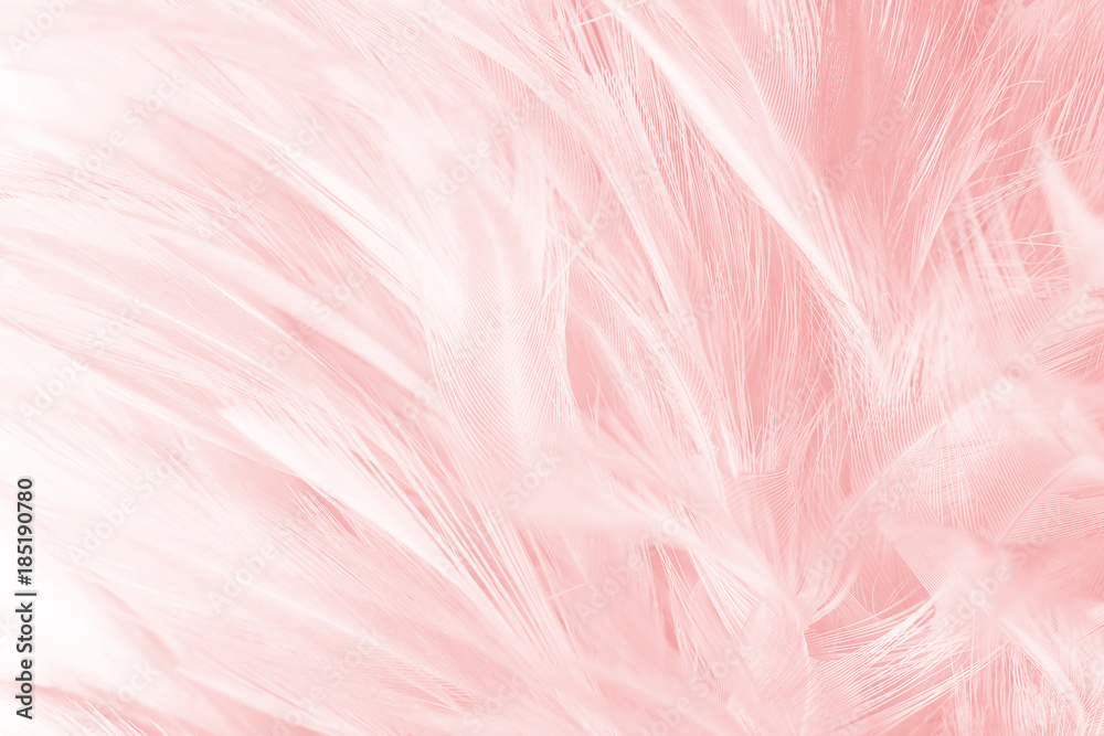 Coral Pink vintage color trends feather texture background - obrazy, fototapety, plakaty 