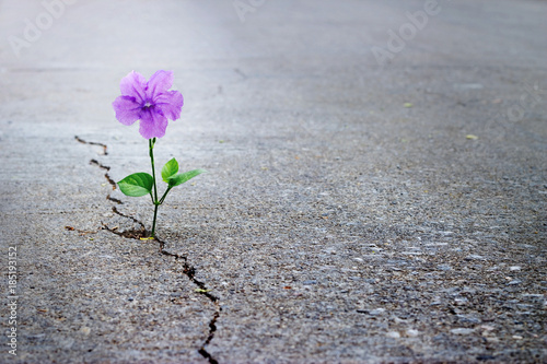 Cuadros en Lienzo Purple flower growing on crack street, soft focus, blank text