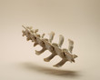 © Edward Fury/Stocksy - Sheep Vertebrae