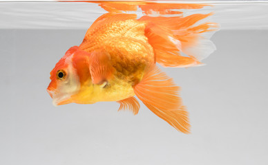 Wall Mural - Goldfish isolate on a gray background