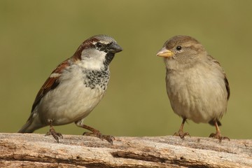 Aufkleber - Pair of House Sparrows (Passer domesticus)
