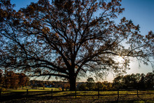 Large Oak Tree In Dublin Park. Madison, Alabama