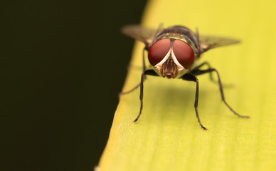 Wall Mural - Macro the insect with nature background 