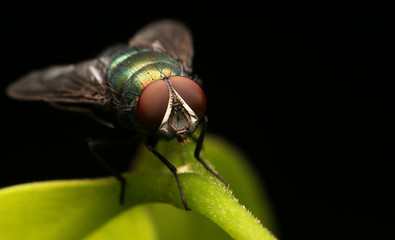 Wall Mural - Macro the insect with nature background 