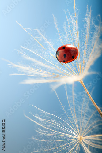 Ladybug and dandelion, macro shot, selective focus with copy space
