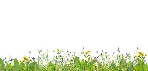 Wall Mural - grass and wild flowers