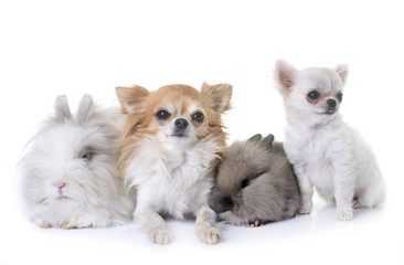 Sticker - dwarf rabbits and chihuahuas