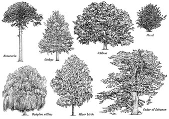 Wall Mural - Tree collection illustration, drawing, engraving, ink, line art, vector