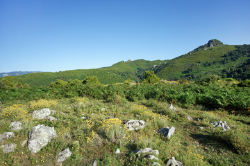 Poster - flores méditerranéenne de Costa verde en haute Corse