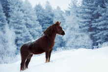 Clydesdale Horse Staing On A Snowy Field In Winter