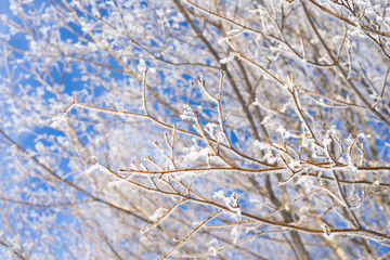 Wall Mural - Maple tree branches covered with hoar frost.
