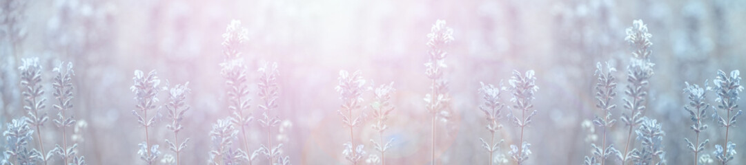 Wall Mural - panoramic field lavender flowers