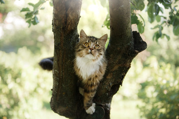 fluffy cat sitting on a tree