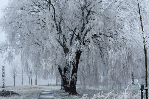 Landscape In The Winter With Weeping Willow Tree Snow And Frost Landscape In The Winter With Weeping Willow Tree Snow And Frost