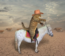 The Cat Cowboy Riding A Horse Grazes Cows.