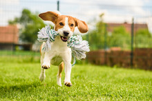 Dog Run Beagle Fun
