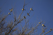 Sparrows on the branches of a tree on background of a beautiful sky