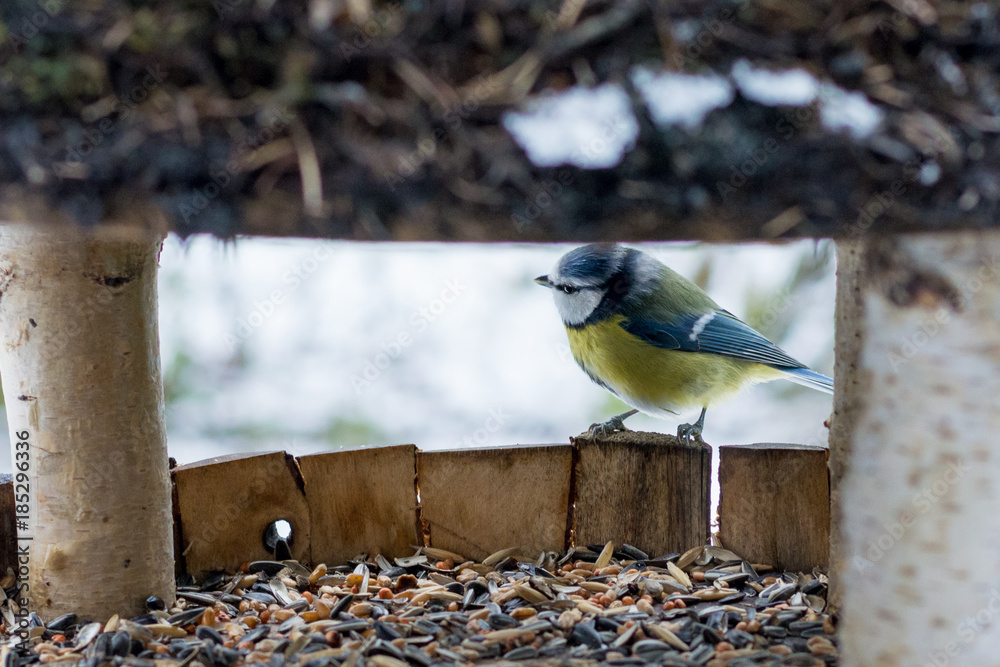 Blaumeise im Vogelhaus