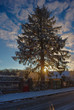 Snowy tree in backlight at sunrise