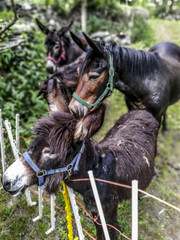 Hungry donkeys